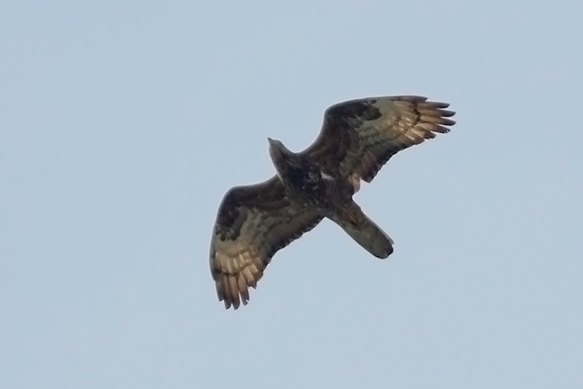 22 augustus 2015, Wespendief, FL22