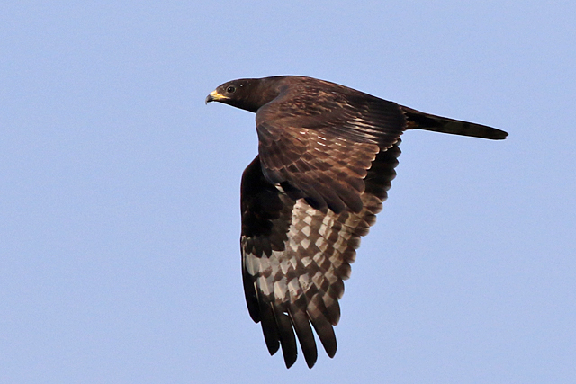 4 september 2022, Wespendief, 01_Lauwersmeer