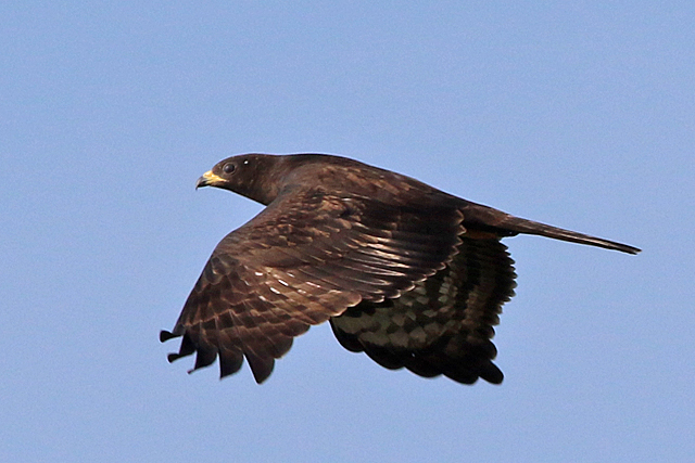4 september 2022, Wespendief, 02_Lauwersmeer