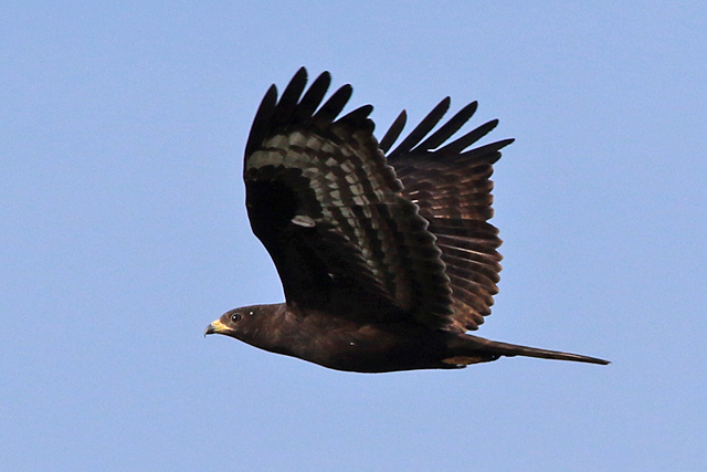 4 september 2022, Wespendief, 03_Lauwersmeer