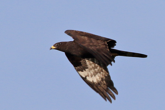 4 september 2022, Wespendief, 04_Lauwersmeer