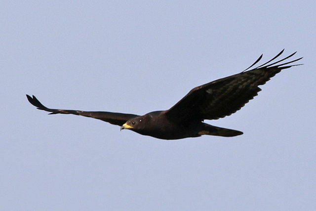 4 september 2022, Wespendief, 05_Lauwersmeer