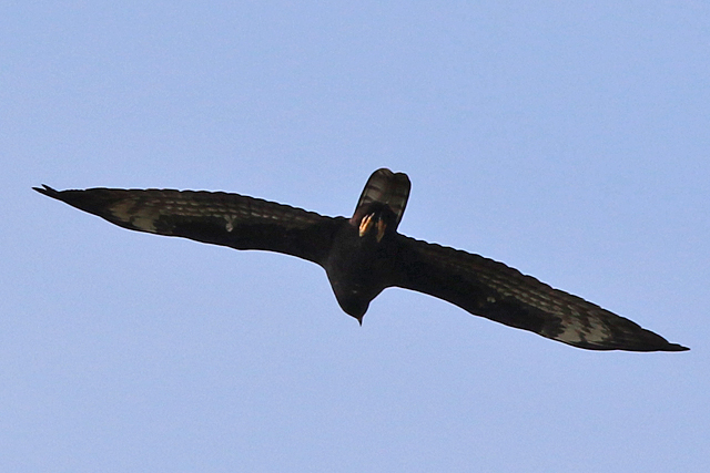 4 september 2022, Wespendief, 06_Lauwersmeer