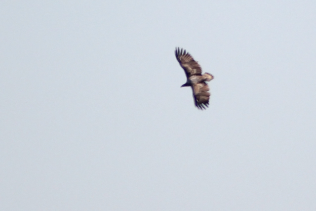 19 april 2014, Zeearend, Fochteloerveen_01