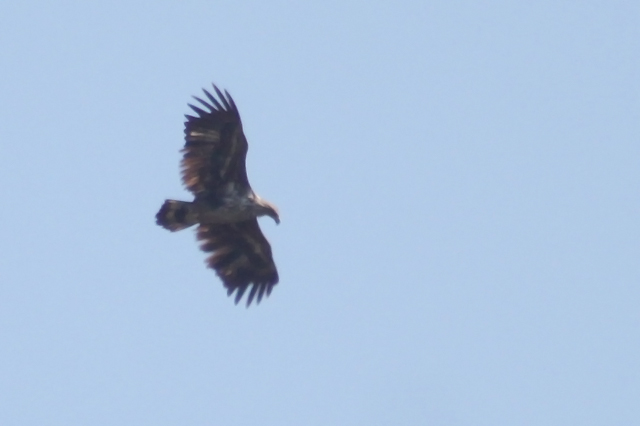 19 april 2014, Zeearend, Fochteloerveen_03