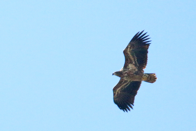 22 maart 2020, Zeearend, FL22_01