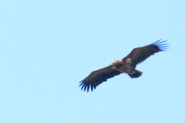 22 maart 2020, Zeearend, FL22_02