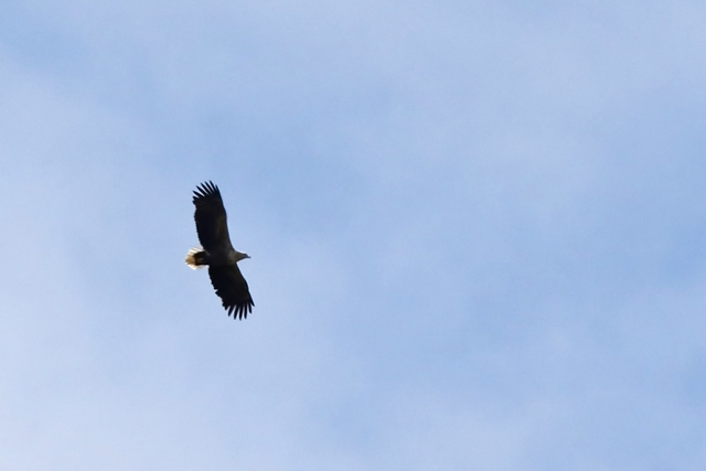 23 april 2021, Zeearend, Spier