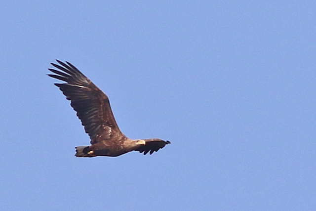 20 maart 2022, Zeearend, Fochteloerveen