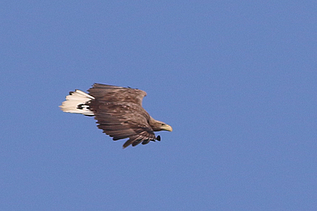 20 maart 2022, Zeearend, Fochteloerveen_02