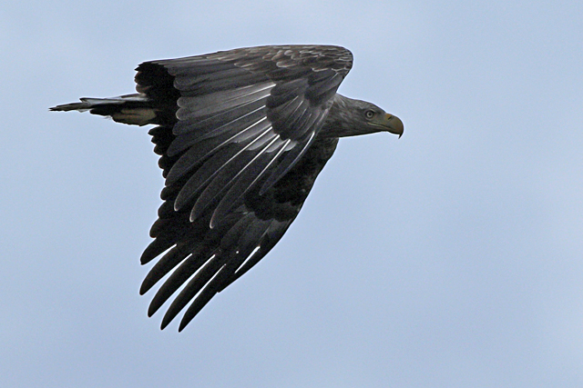 11 september 2024, Zeearend, Biesbosch