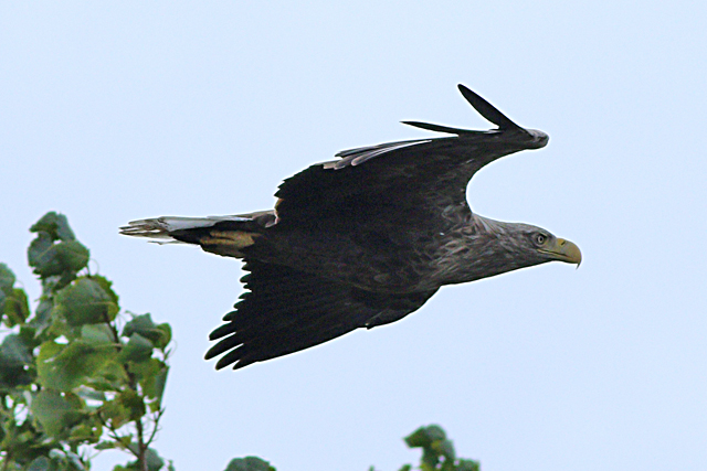11 september 2024, Zeearend, Biesbosch_02
