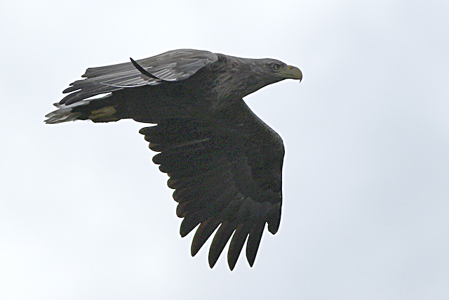 11 september 2024, Zeearend, Biesbosch_03