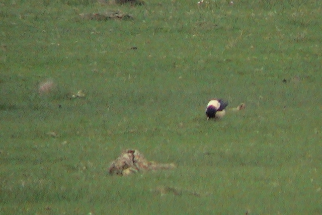 8 mei 2004, Roze-Spreeuw, Schiermonnikoog