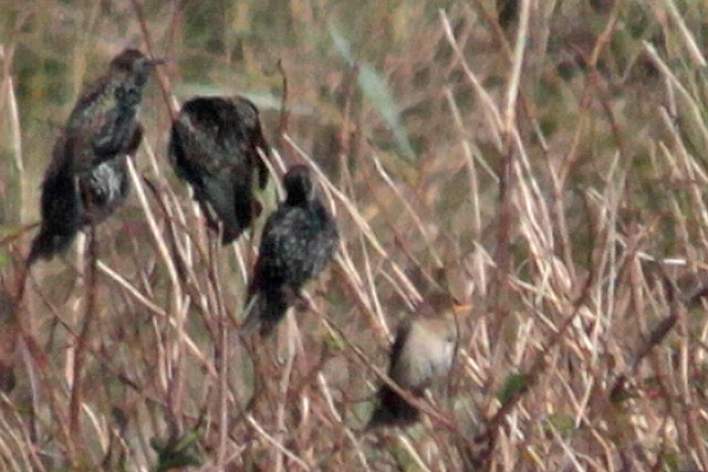 1 oktober 2011, Roze Spreeuw, Texel
