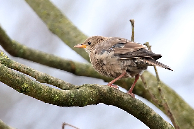 1 februari 2015, Roze Spreeuw, Kollum_1