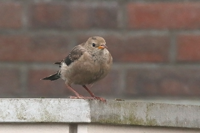 1 februari 2015, Roze Spreeuw, Kollum_3