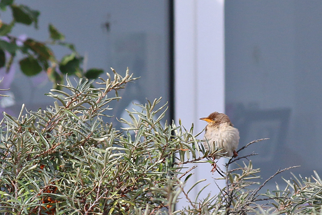 7 oktober 2019, Roze, Spreeuw_Texel_01