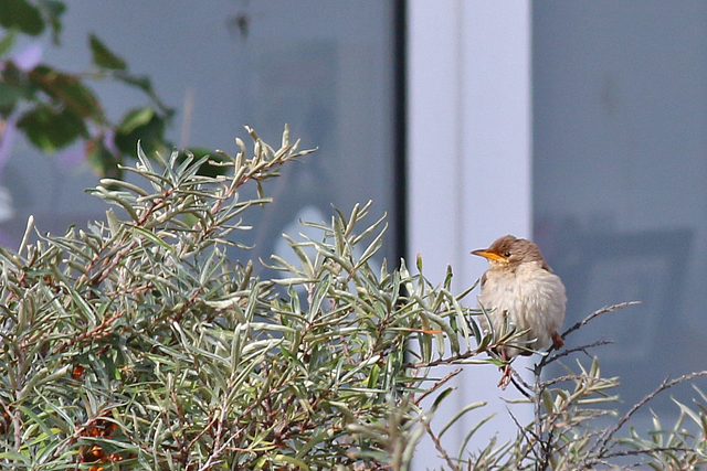 7 oktober 2019, Roze, Spreeuw_Texel_02