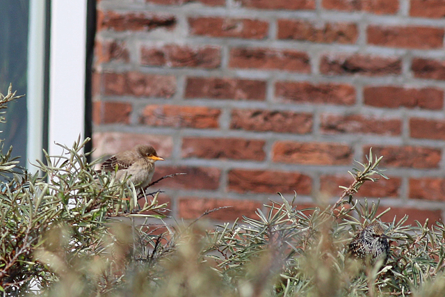 7 oktober 2019, Roze, Spreeuw_Texel_03