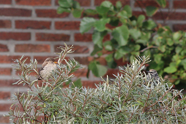 7 oktober 2019, Roze, Spreeuw_Texel_04