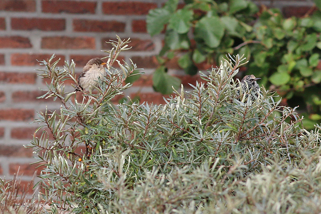 7 oktober 2019, Roze, Spreeuw_Texel_05