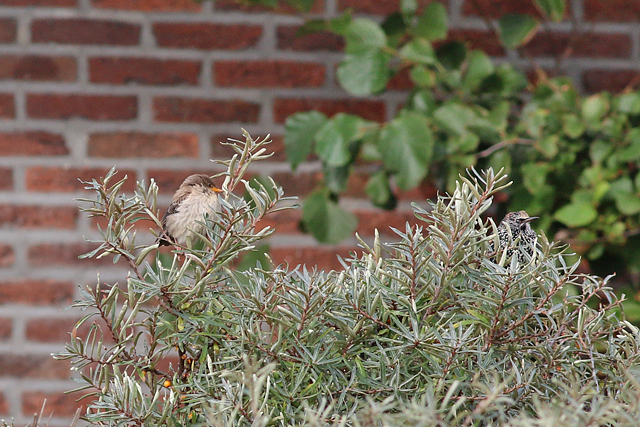 7 oktober 2019, Roze, Spreeuw_Texel_06