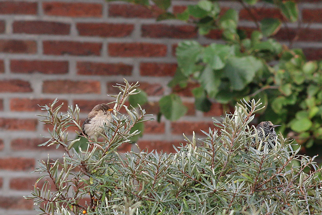 7 oktober 2019, Roze, Spreeuw_Texel_07