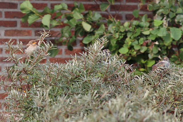 7 oktober 2019, Roze, Spreeuw_Texel_08