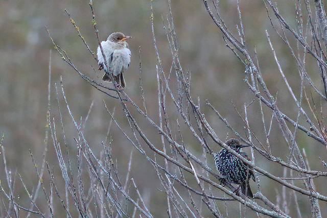 14 oktober 2020, Roze Spreeuw, Texel