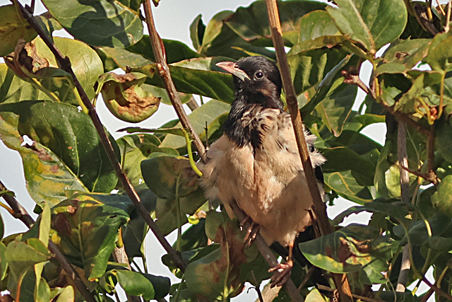 11 oktober 2024, Roze Spreeuw, Den Burg_01