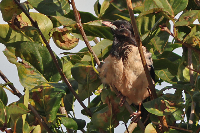 11 oktober 2024, Roze Spreeuw, Den Burg_02