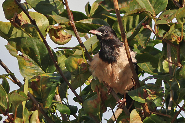 11 oktober 2024, Roze Spreeuw, Den Burg_03