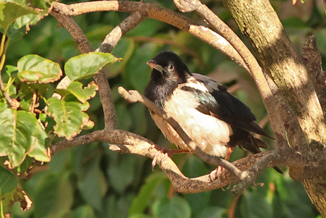 11 oktober 2024, Roze Spreeuw, Den Burg_04