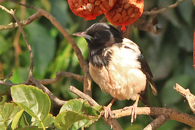11 oktober 2024, Roze Spreeuw, Den Burg_06