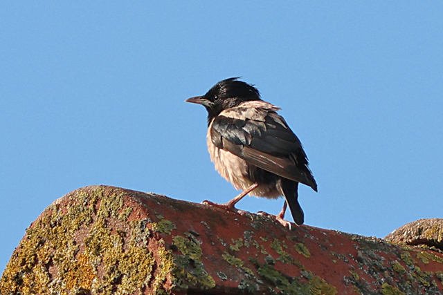 11 oktober 2024, Roze Spreeuw, Den Burg_07