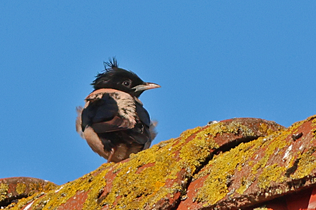 11 oktober 2024, Roze Spreeuw, Den Burg_08