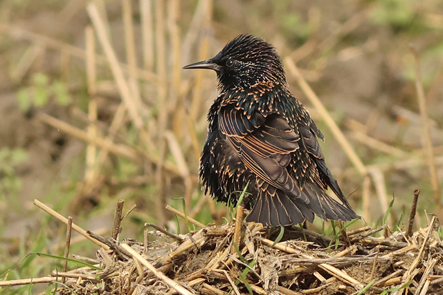 28 september 2024, Spreeuw, Lauwersmeer