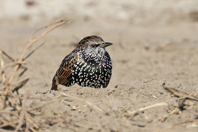 26 september 2025, Spreeuw, Lauwersmeer
