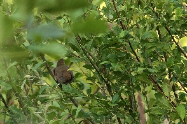 12 juni 2009, Krekelzanger, Nietap