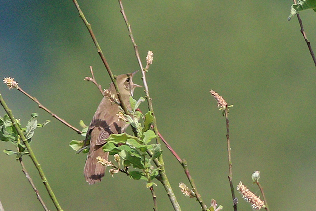 25 mei 2024, Krekelzanger, 02_Hoogeveen - Oude Kene