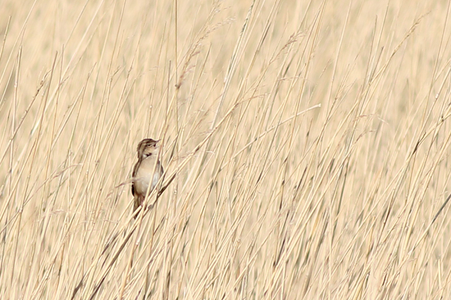 14 april 2023, Snor, Lauwersmeer