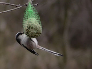 12 februari 2006, staartmees, Overloon