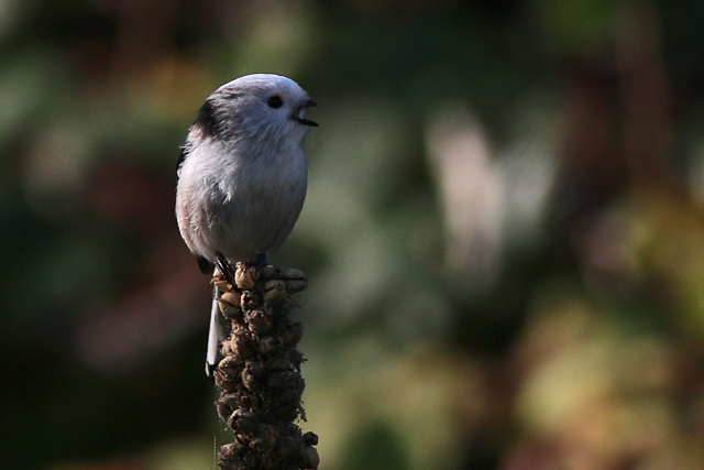 6 november 2020, Staartmees, Lauwersmeer