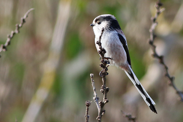 5 november 2022, Staartmees, Lauwersmeer - Kustweg