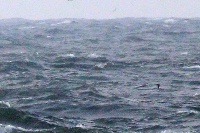 7 oktober 2023, Grauwe Pijlstormvogel, 01_Texel
