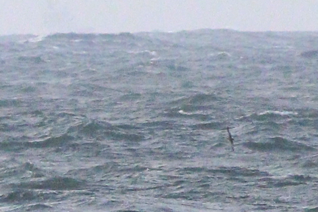 7 oktober 2023, Grauwe Pijlstormvogel, 02_Texel