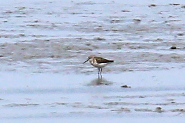 16 augustus 2019, Alaskastrandloper, Westhoek_02