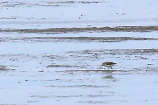 16 augustus 2019, Alaskastrandloper, Westhoek_03