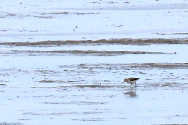 16 augustus 2019, Alaskastrandloper, Westhoek_04